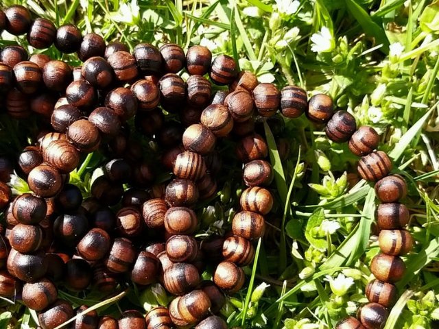 Dřevěný náramek z ořešáku > varianta Dámská, dětská a pánská