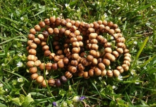 Dřevěný náramek z Třešně > varianta Dámská a dětská